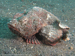 Sulawesi Sulawesi